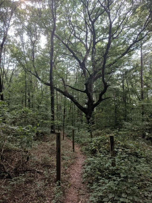 Syke's Park Pickball